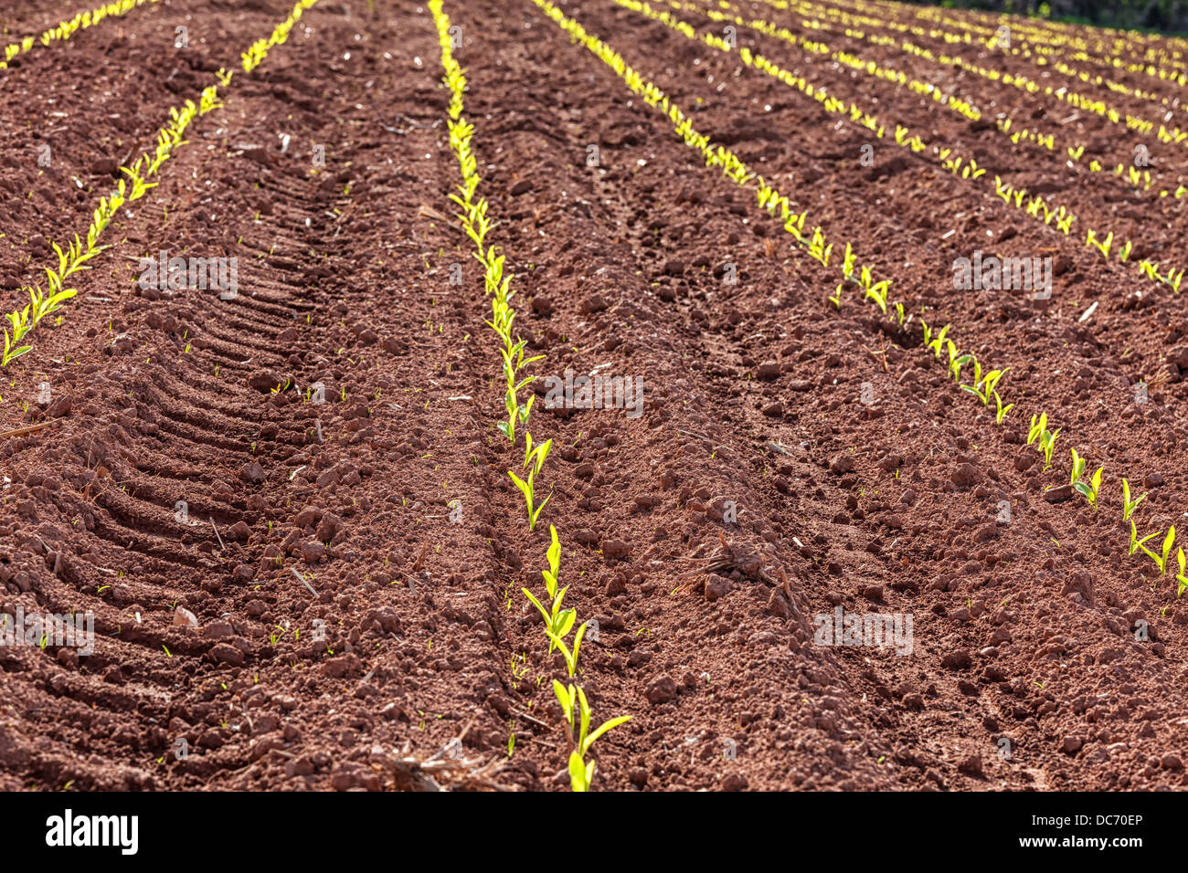 Les jeunes plants de maïs, germination dans un champ agricole au début du printemps. Banque D'Images