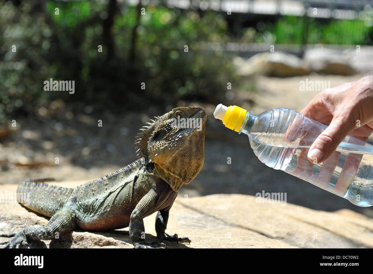 L'eau de l'est Dragon (Physignathus lesueurii) offert un verre de la bouteille. Banque D'Images