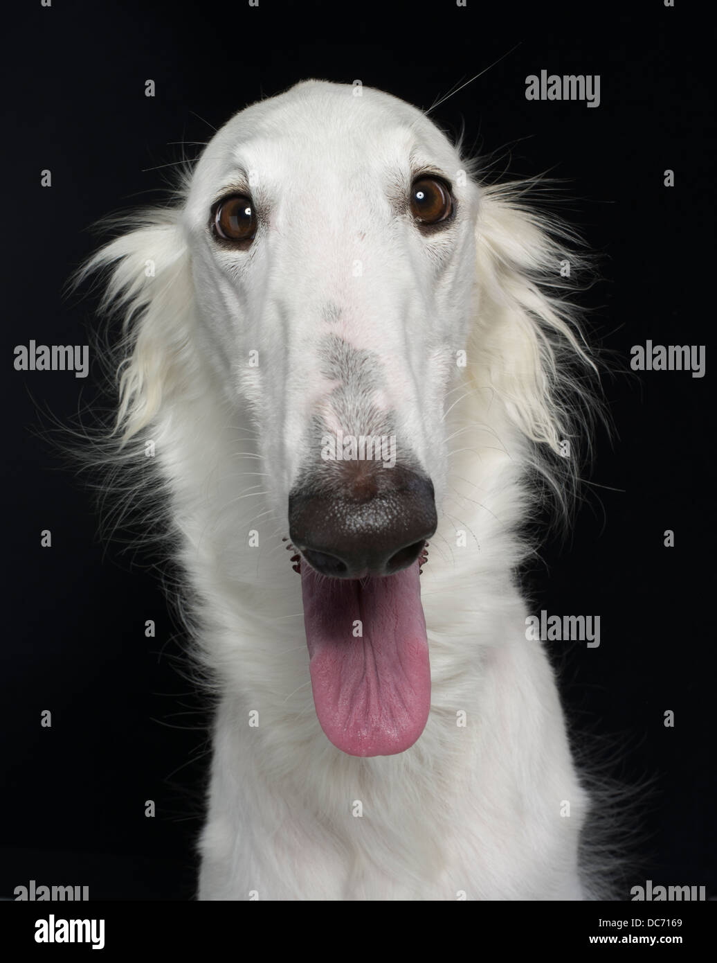 Barzoi blanc / Russian wolfhound race de chien domestique de Russie / Bélarus Banque D'Images