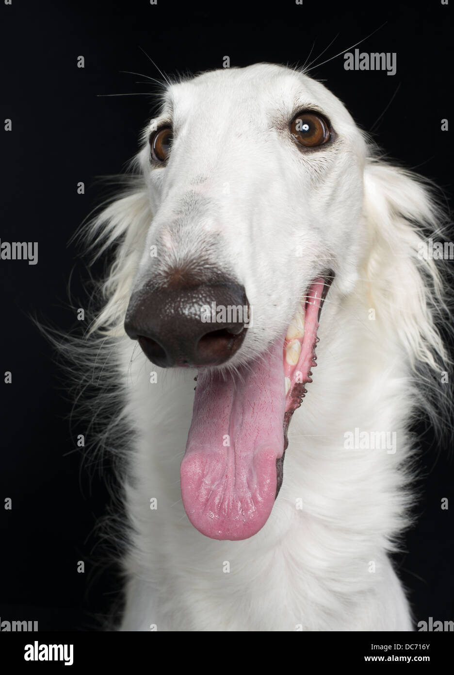 Barzoi blanc / Russian wolfhound race de chien domestique de Russie / Bélarus Banque D'Images