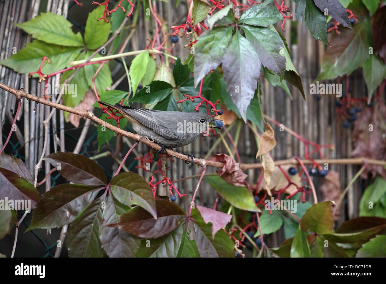Rougequeue noir Phoenicurus ochruros, femme, manger un berry Banque D'Images