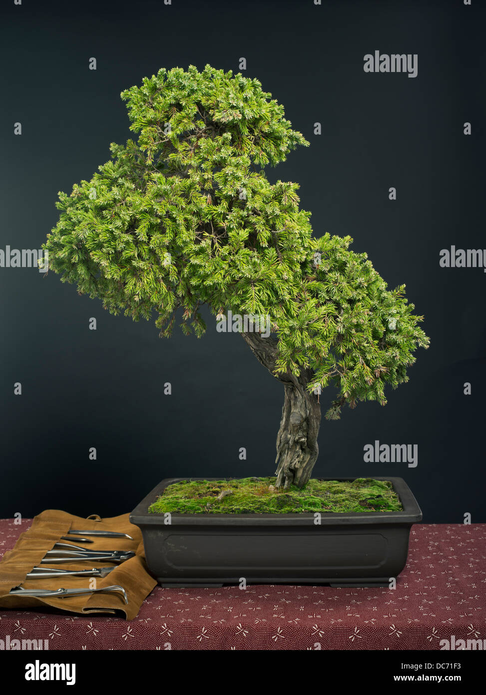 Bonsai, l'art japonais, sous forme d'arbre miniature dans bon ( faible face pot ou bac ) Banque D'Images