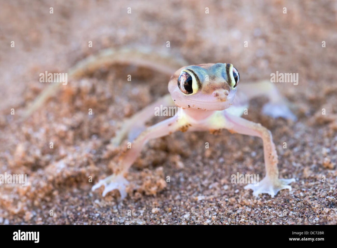 Webfooted Palmatogecko rangei (Gecko), Désert du Namib, Namibie, avril 2013 Banque D'Images