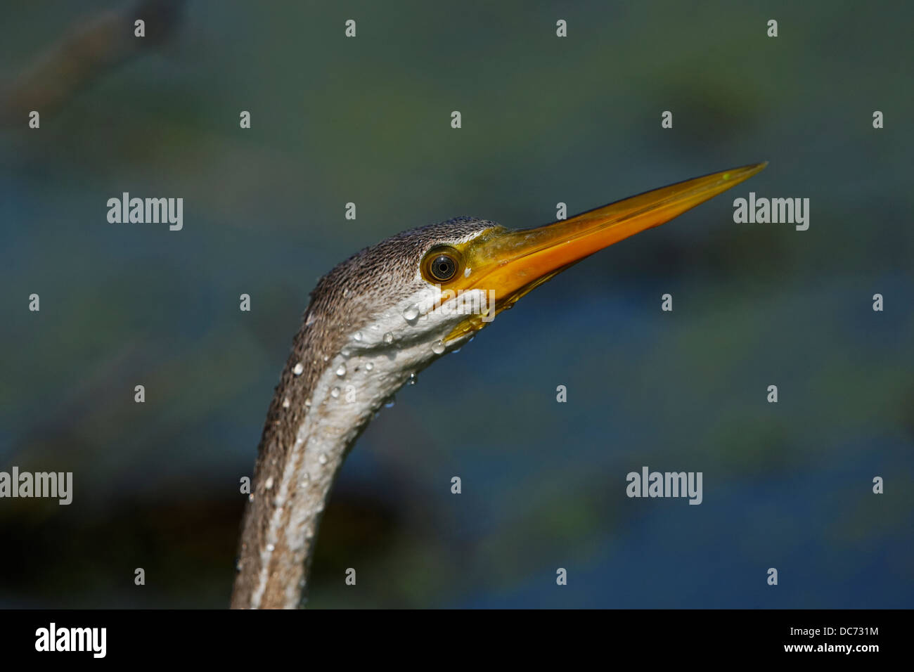 Serpent vert (Oiseau) à Bharatpur, Inde. ( Anhinga melanogaster ) Banque D'Images