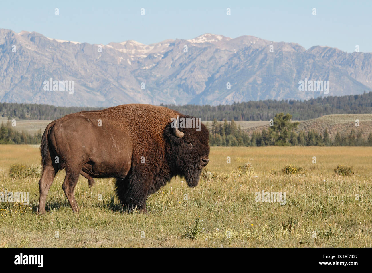 Le bison d'Amérique (Bison bison), Grand Teton National Park Banque D'Images