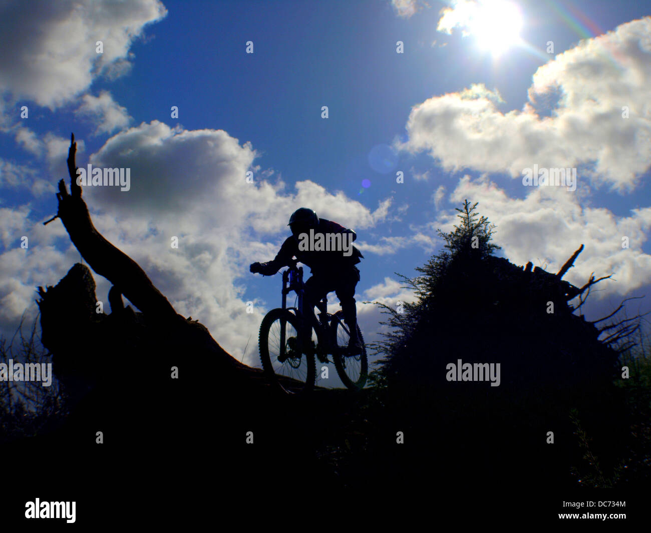 Vélo de montagne équitation sur la silhouette des arbres morts Banque D'Images