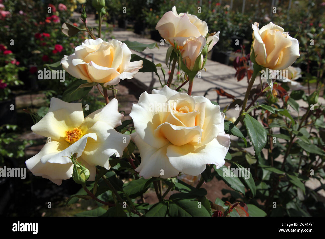 Rosa Cayman, rose nouvelle de Dickson se sont rendus pour Roses, Newtownards, Irlande du Nord Banque D'Images