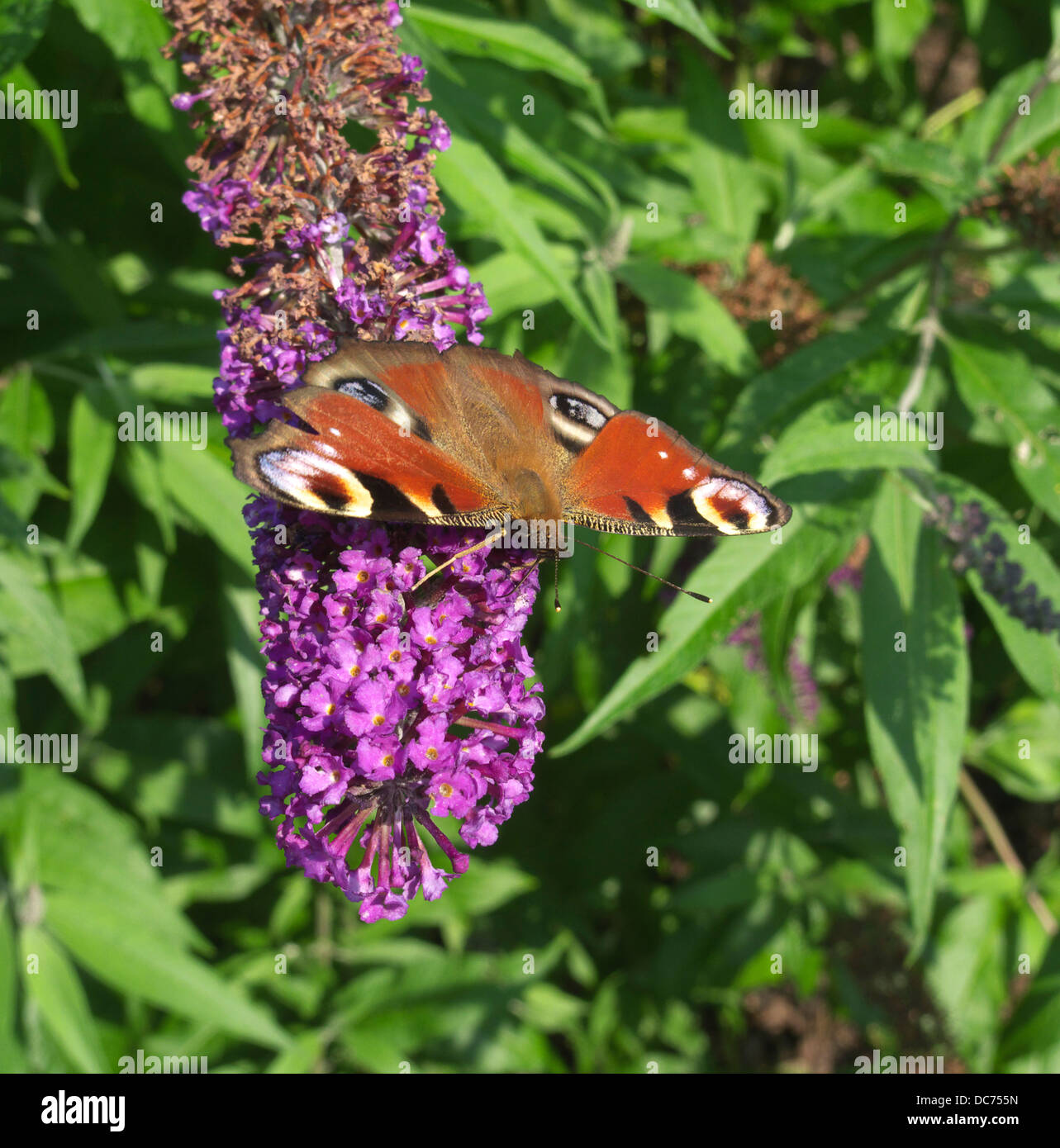 Peacock Butterfly ( Ianchis io ) se nourrissent d'une fleur de Buddleia davidii Banque D'Images