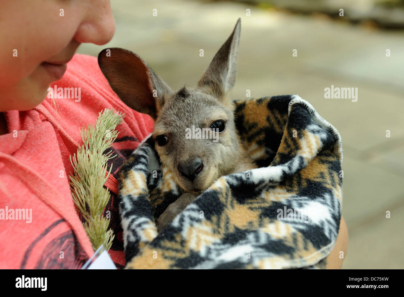 Bébé Kangourou, orphelins ou Joey Banque D'Images