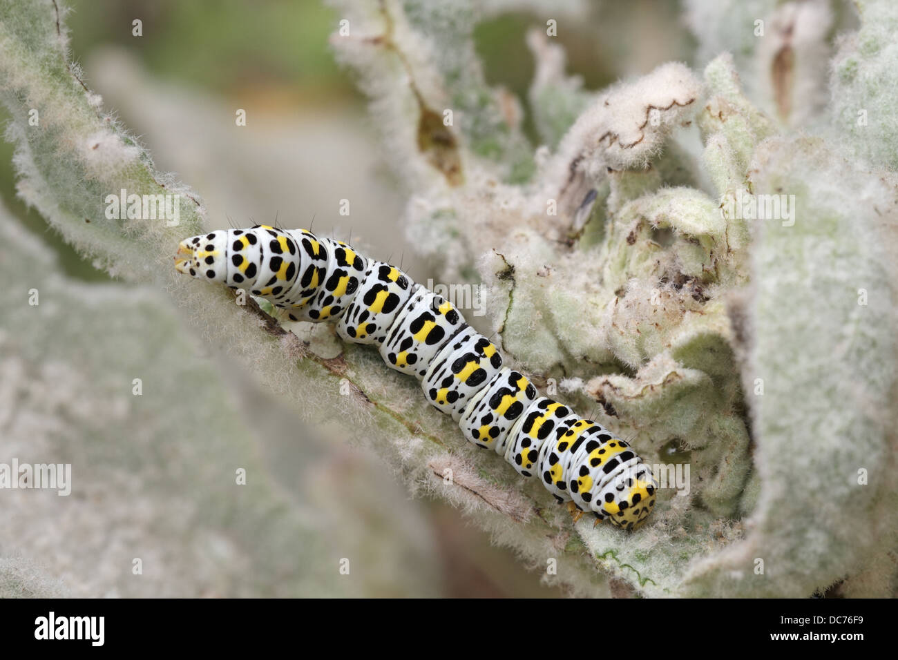 Mullein Moth, Shargacucullia verbasci, Caterpillar Banque D'Images