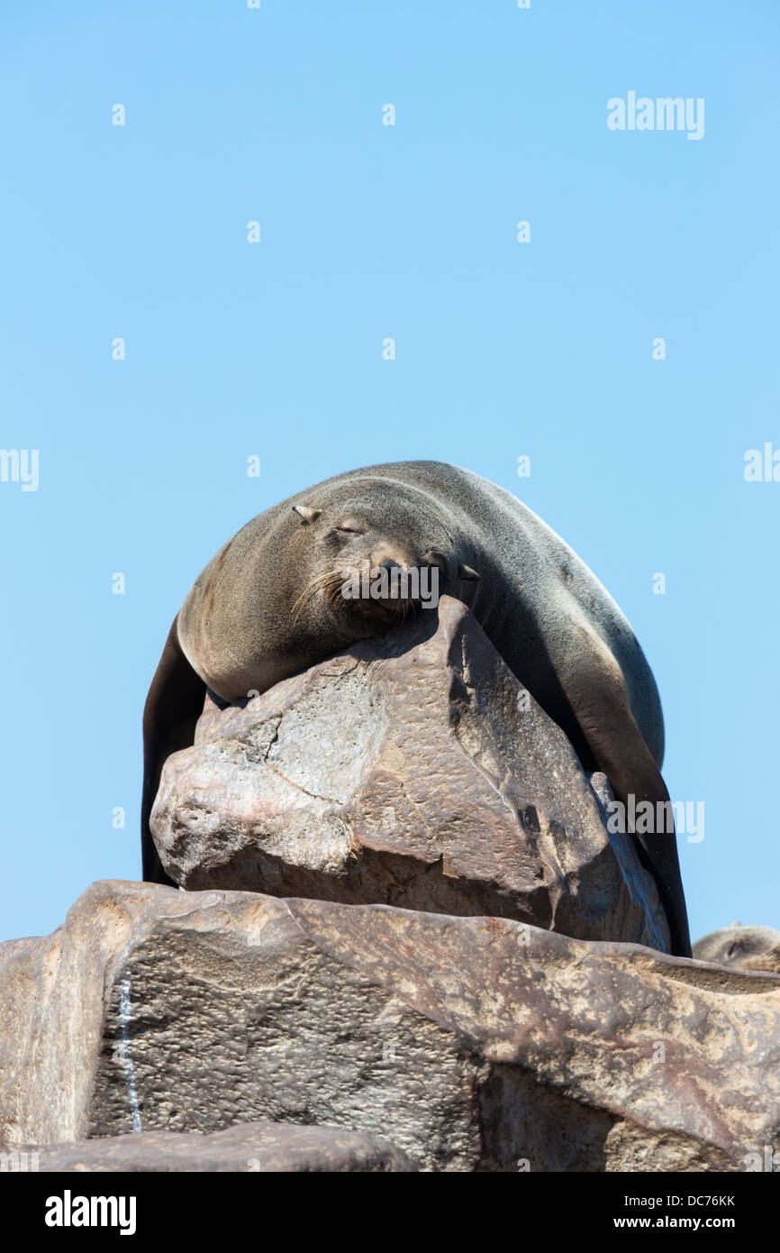 L'Afrique du Sud (Cape fur seal) sommeil (Arctocephalus pusillus pusillus), Cape Cross colonie de reproduction, la Namibie, Mai 2013 Banque D'Images