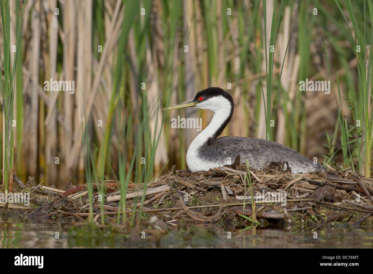 Grèbe élégant (Aechmophorus occidentalis) Banque D'Images