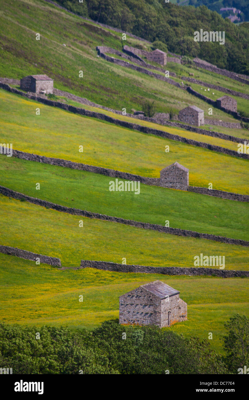 Yorkshire Dales domaine des granges, ou des granges, à l'été. Banque D'Images