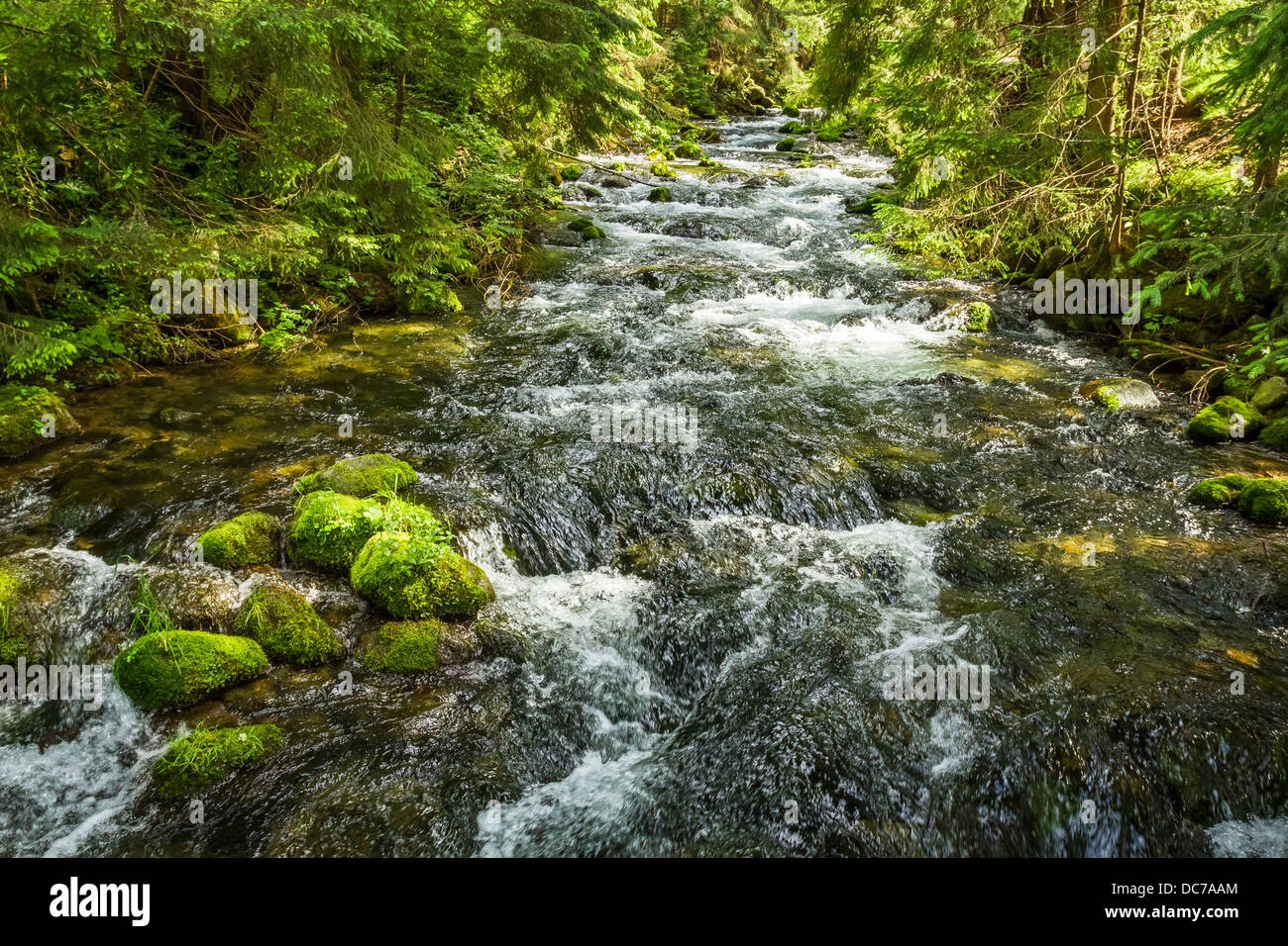 Ruisseau de montagne d'été dans la forêt Banque D'Images