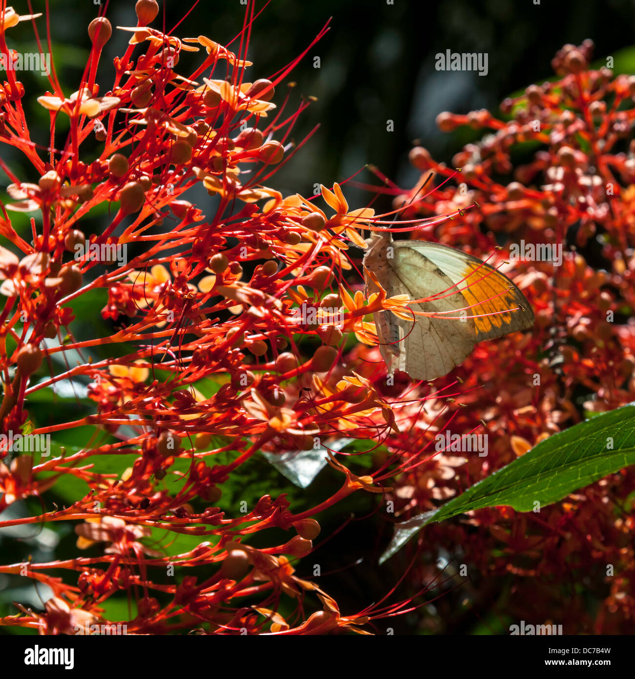 Grande pointe Orange Papillon (Hebomoia glaucippe)sur la fleur d'une pagode chinoise (Clerodendrum paniculatum). Banque D'Images