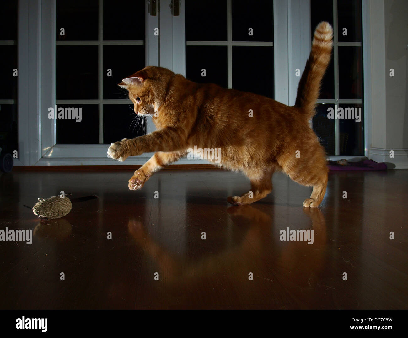 Chat espiègle Banque D'Images