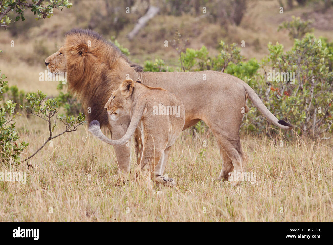 Lions de courtiser. Banque D'Images