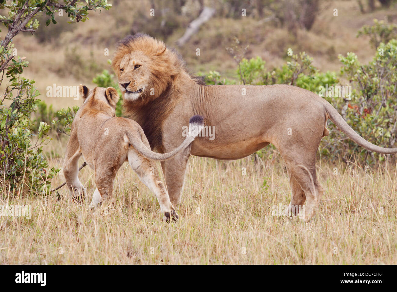 Cour des Lions. Banque D'Images