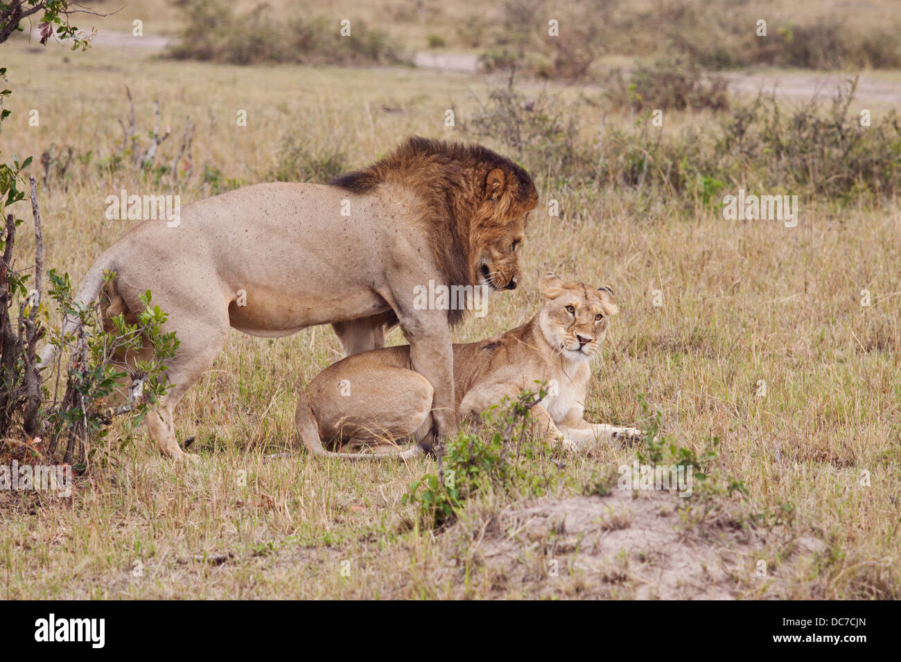 Les Lions d'Afrique de l'accouplement. Banque D'Images