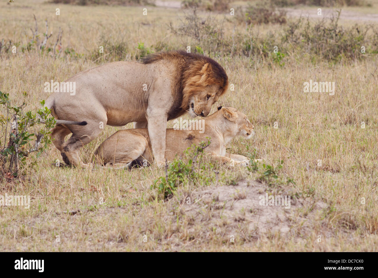 Les Lions d'Afrique de l'accouplement. Banque D'Images