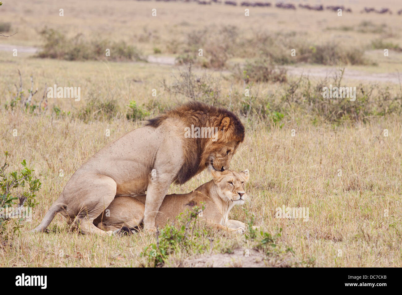 Les Lions d'Afrique de l'accouplement. Banque D'Images