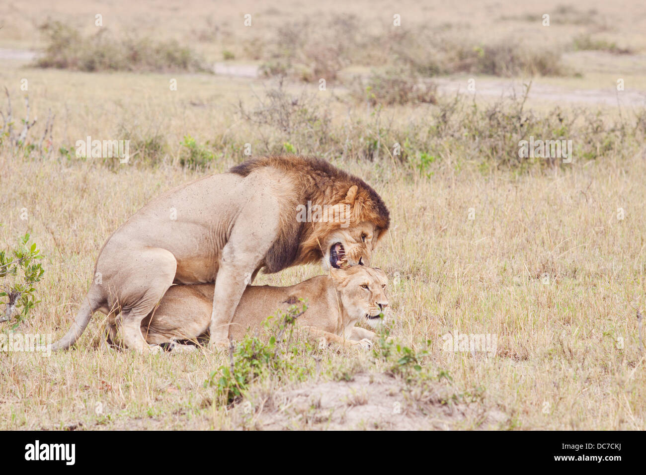Les longes d'Afrique de l'accouplement. Banque D'Images