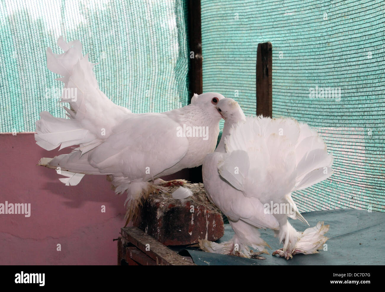 Une mère nourrir bébé pigeon pigeonneau Banque D'Images