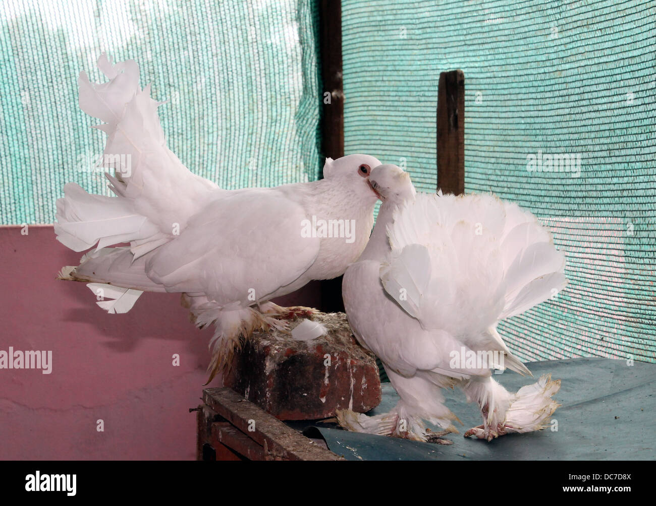 Baby Pigeon Banque D Image Et Photos Alamy Baby Pigeon Banque D Image Et Photos Alamy