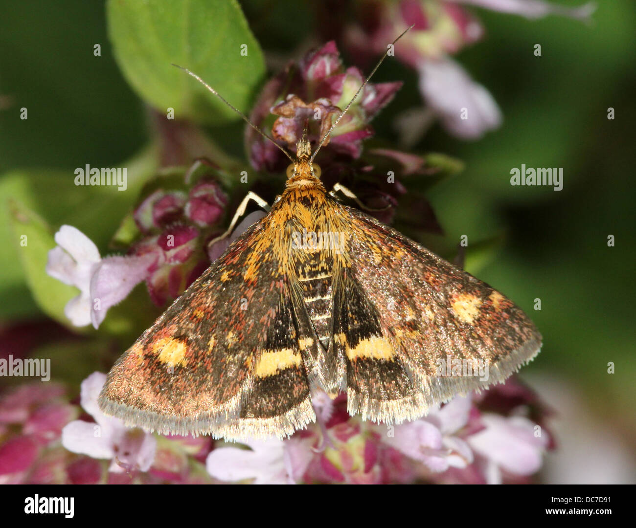 Close up de la petite Teigne (menthe Pyrausta aurata) sur une variété de fleurs et de poser avec les ailes écartées (16 images) Banque D'Images