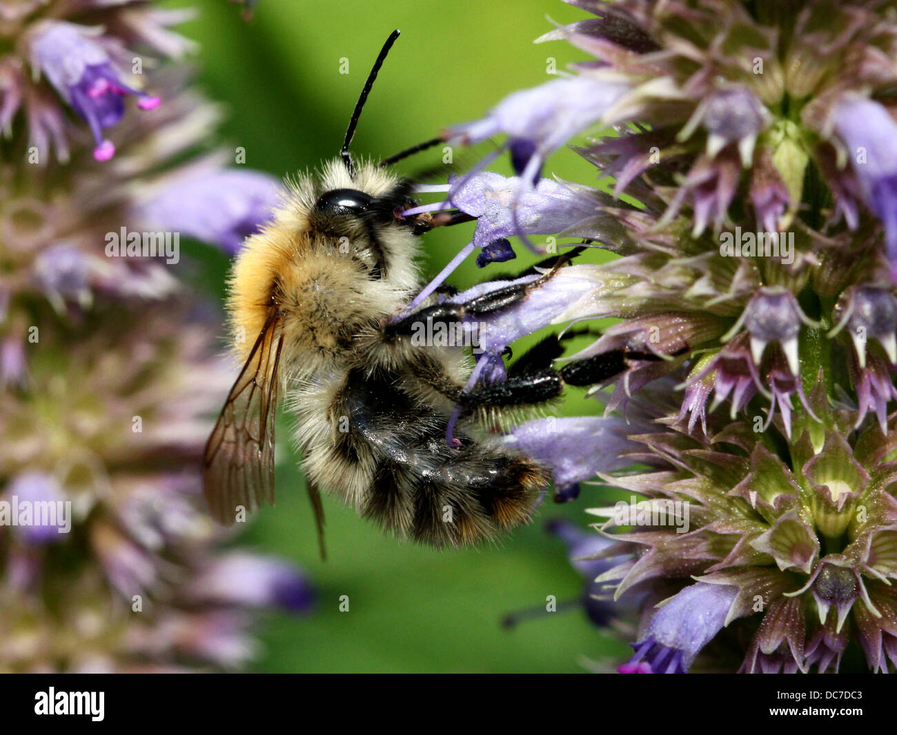 Macro d'une politique détaillée Carder-bee (Bombus pascuorum), se nourrir sur une variété de fleurs sauvages (plus de 40 images en série) Banque D'Images