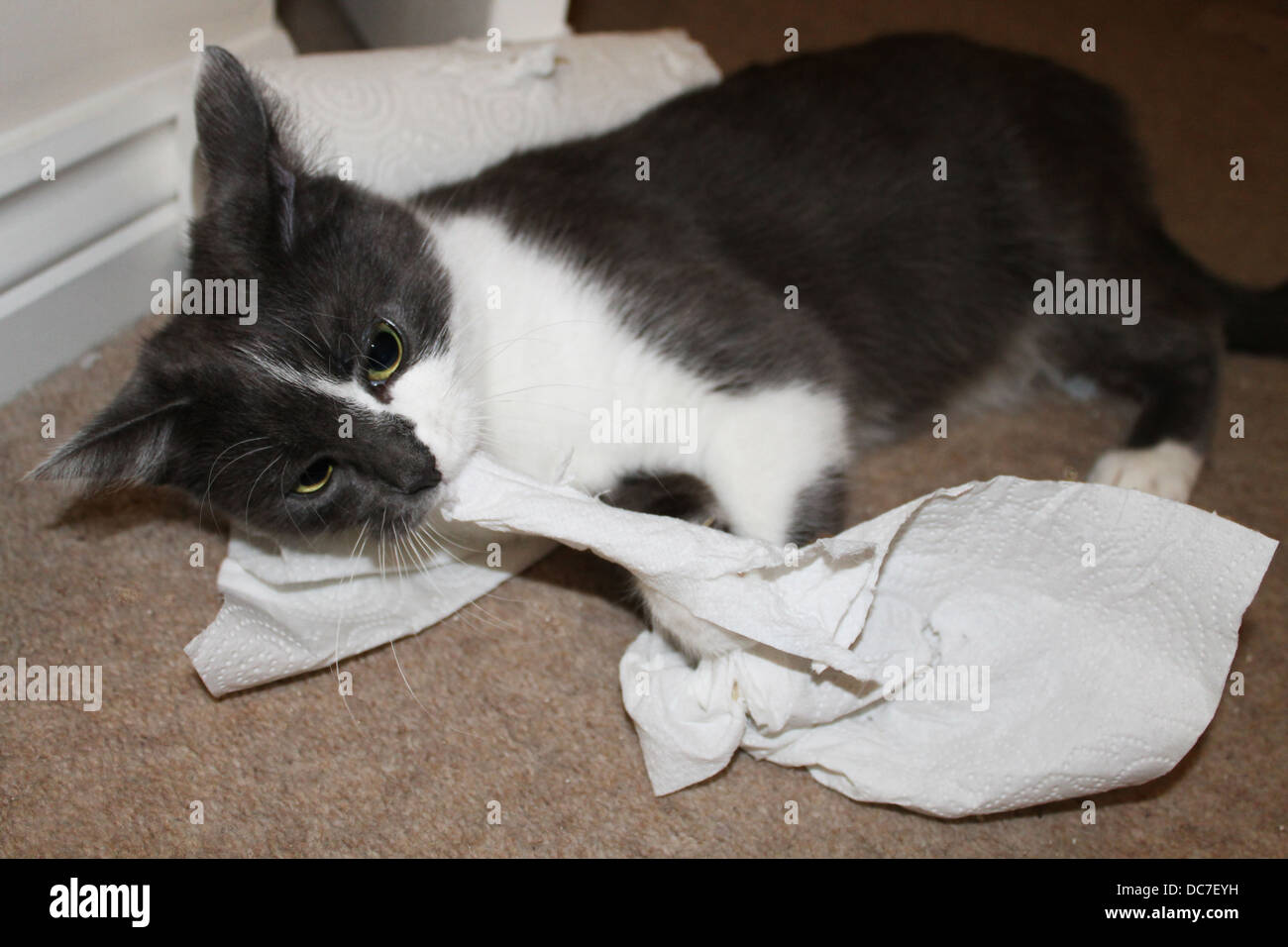 Chat Espiegle Banque De Photographies Et D Images A Haute Resolution Alamy