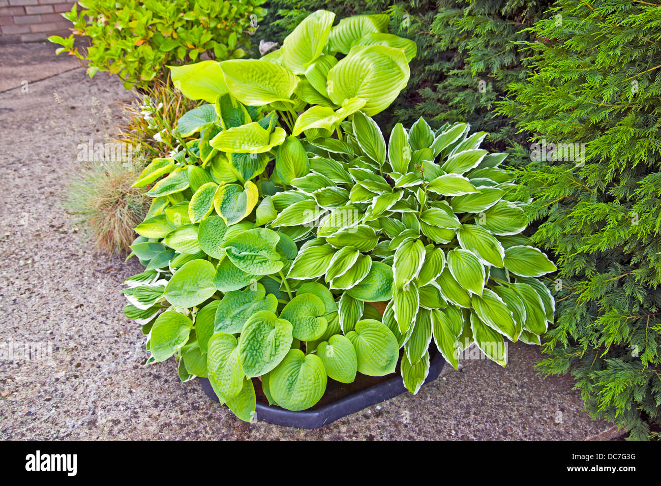 Affichage Plante Hosta Banque D'Images