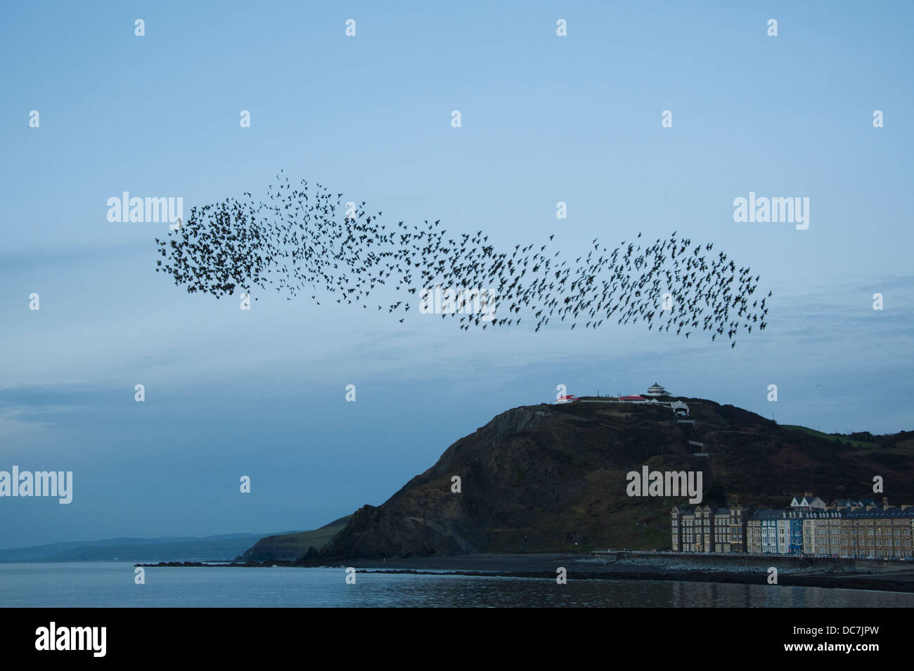 Les étourneaux [Sternus vulgaris] recueillir pour leur masse automne / hiver annuel roost à Aberystwyth. Banque D'Images