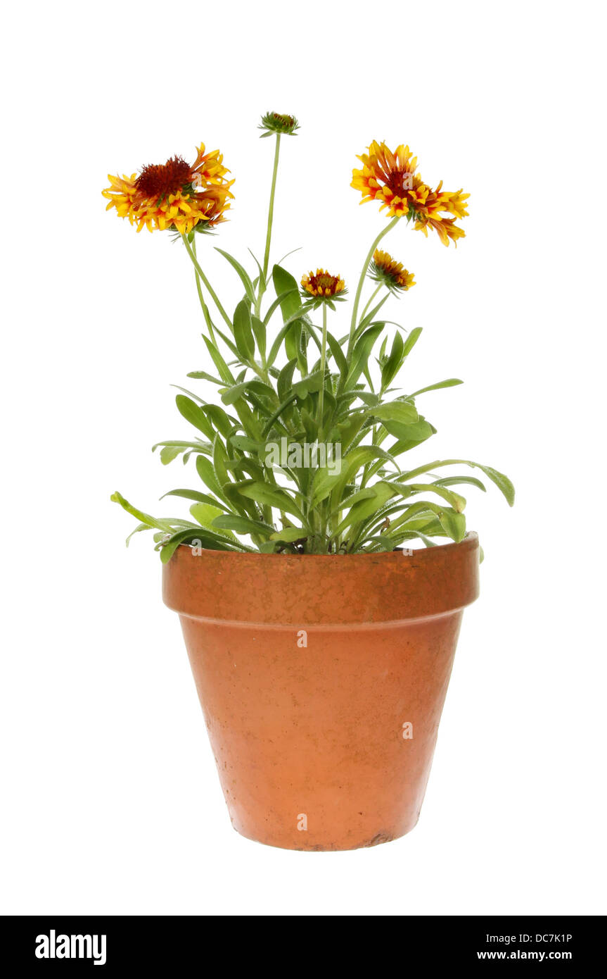 Gaillardia floraison plante dans un pot en terre cuite blanche contre isolés Banque D'Images