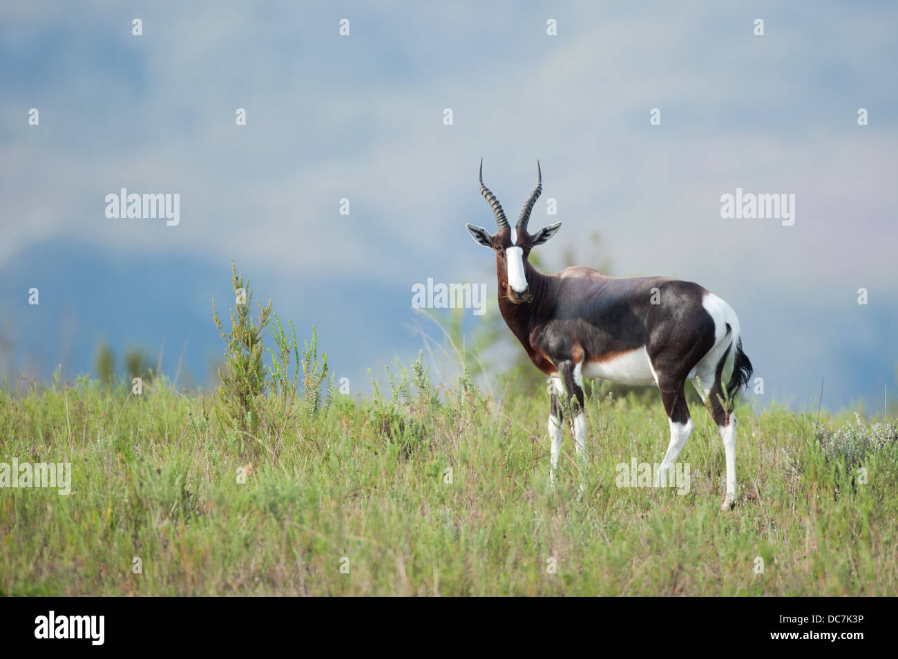 Pygarus Bontebok (Damaliscus pygargus), Parc National de Bontebok, Afrique du Sud Banque D'Images