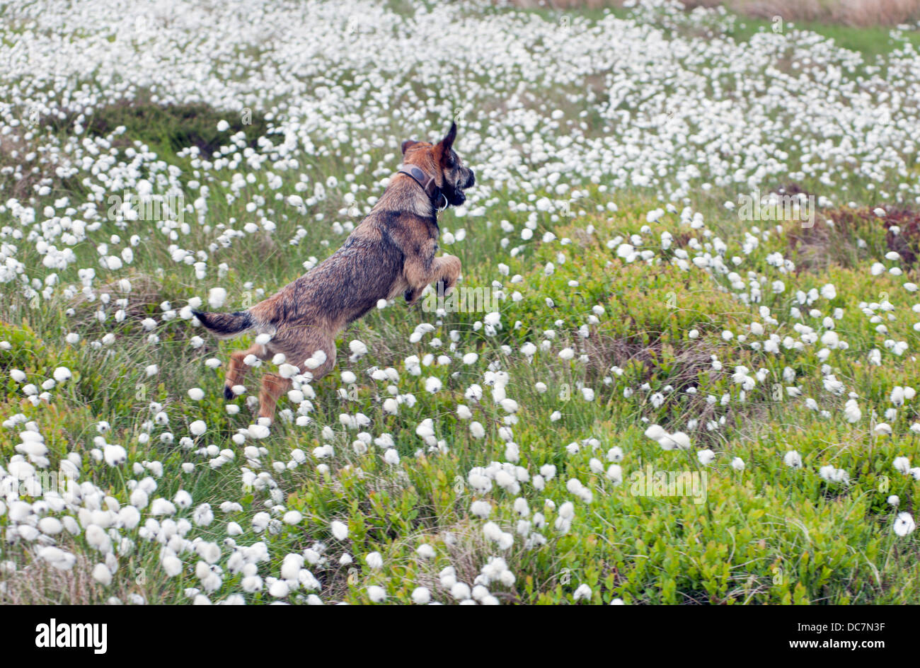 Border terrier dog six mois en sautant sur la lande couverte d'herbe en coton à fleurs Banque D'Images