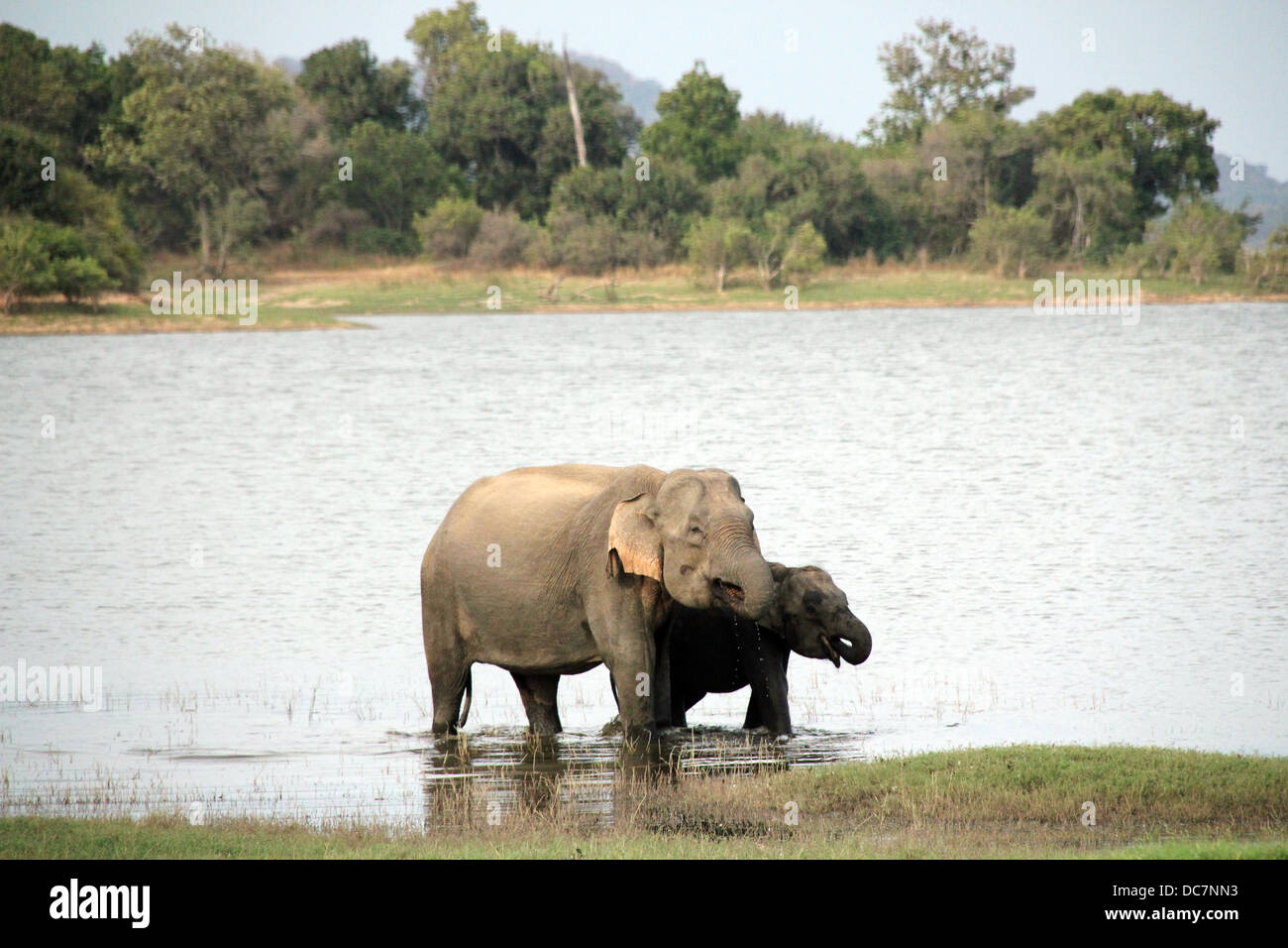 Lankesian la mère et l'enfant d'éléphant de boire dans le lac, le Parc National de Minneriya, Sri Lanka Banque D'Images