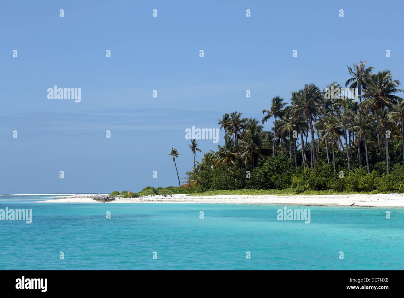 Plage de sable blanc et de cocotiers, l'Île Olhuveli, South Male Atoll, Maldives Banque D'Images
