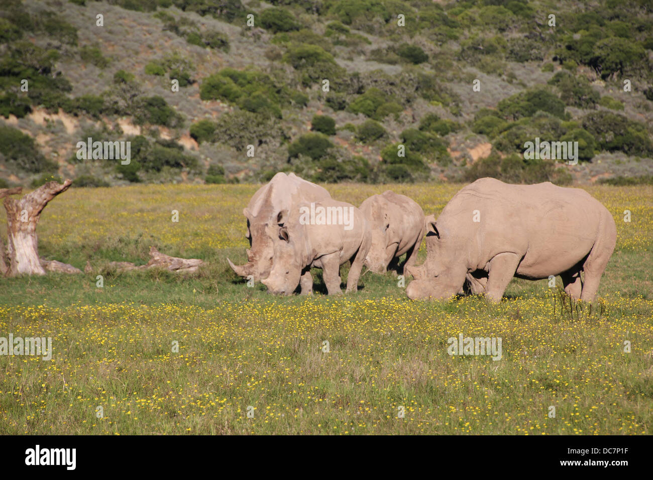 La famille White Rhino Banque D'Images