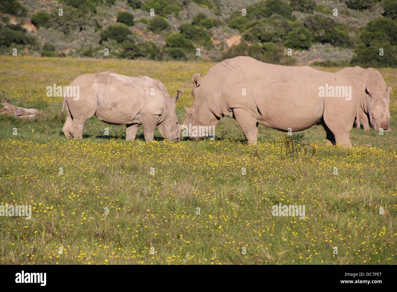 Rhinocéros blanc Banque D'Images