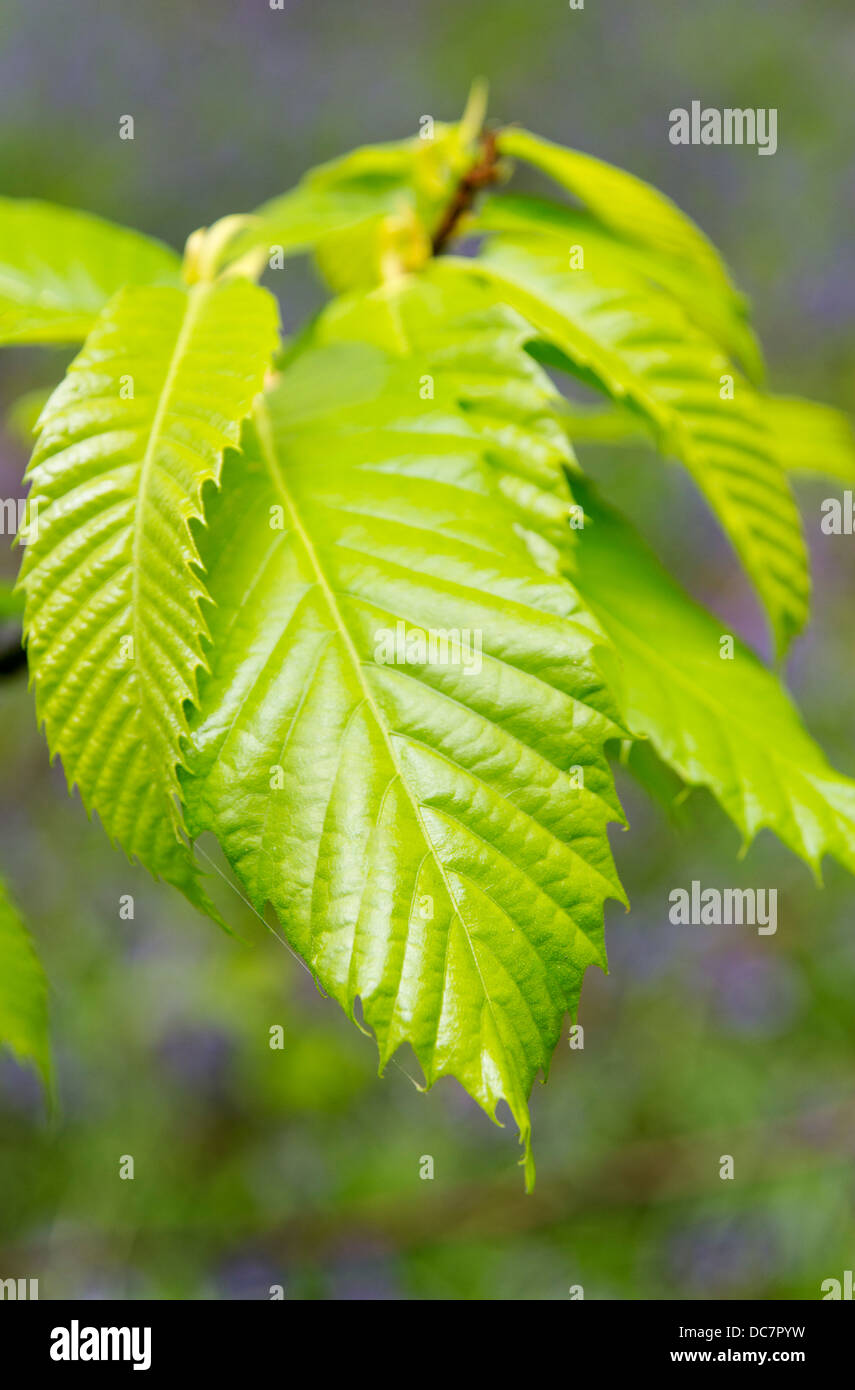 Feuilles dentelées arbre Banque de photographies et d’images à haute — free download