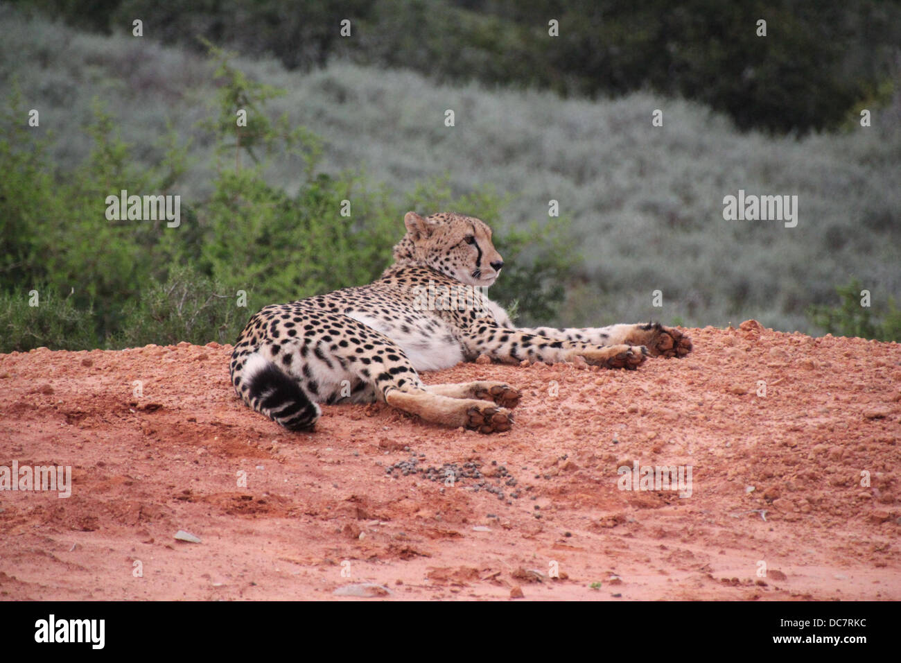 La belle Cheetah Banque D'Images