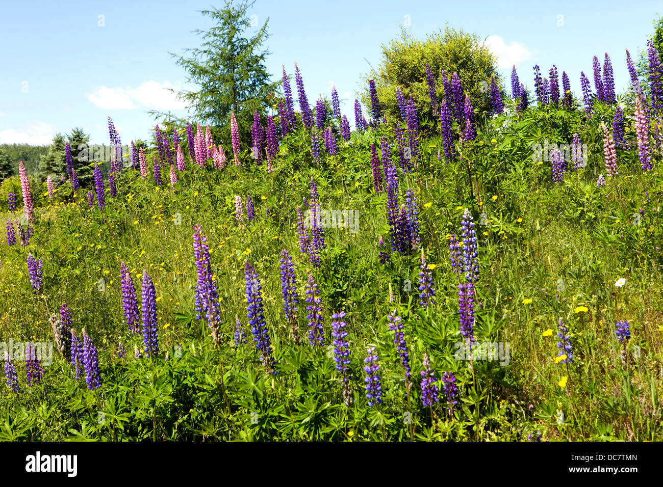 Lupin, lupinus perrenis, Fredericton, Nouveau-Brunswick Banque D'Images