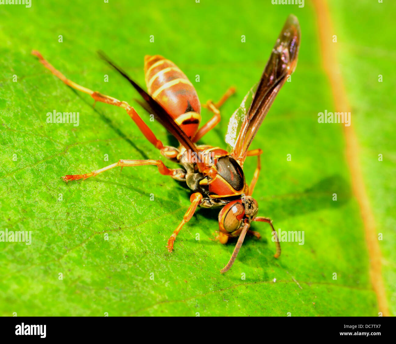Paper Wasp perché sur une plante verte feuille. Banque D'Images