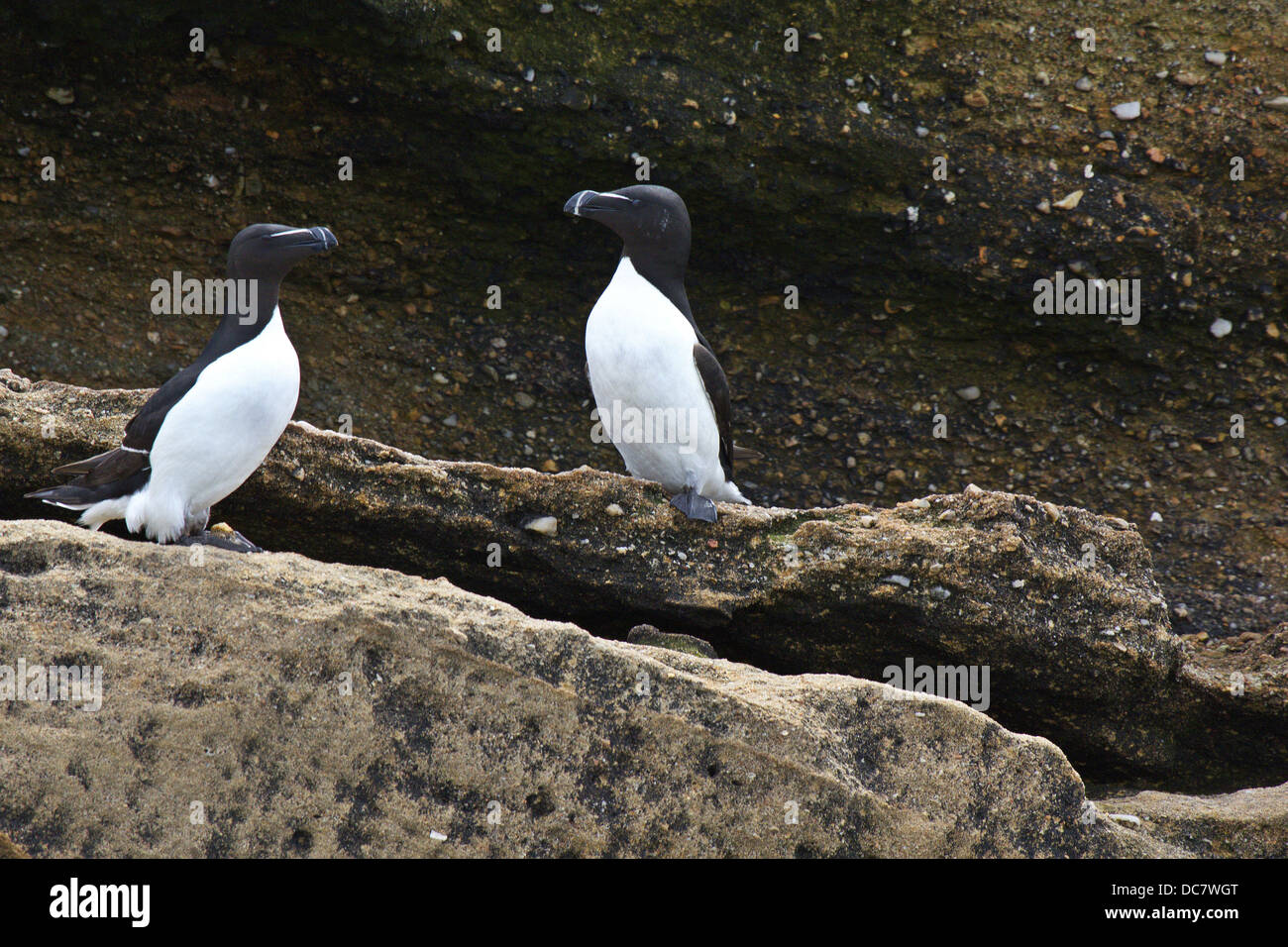 Razor-Billed Pingouins, Alca torda torda, Hertford Island, l'île aux oiseaux de la réserve écologique, en Nouvelle-Écosse Banque D'Images