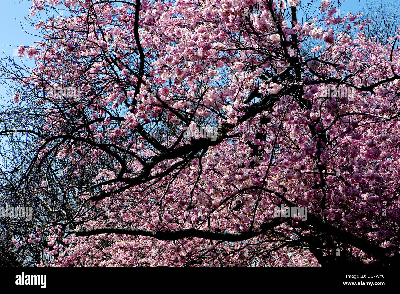 Accolade Cerisier, prunus 'accolade', Royal Botanical Garden, Burlington, ON Banque D'Images