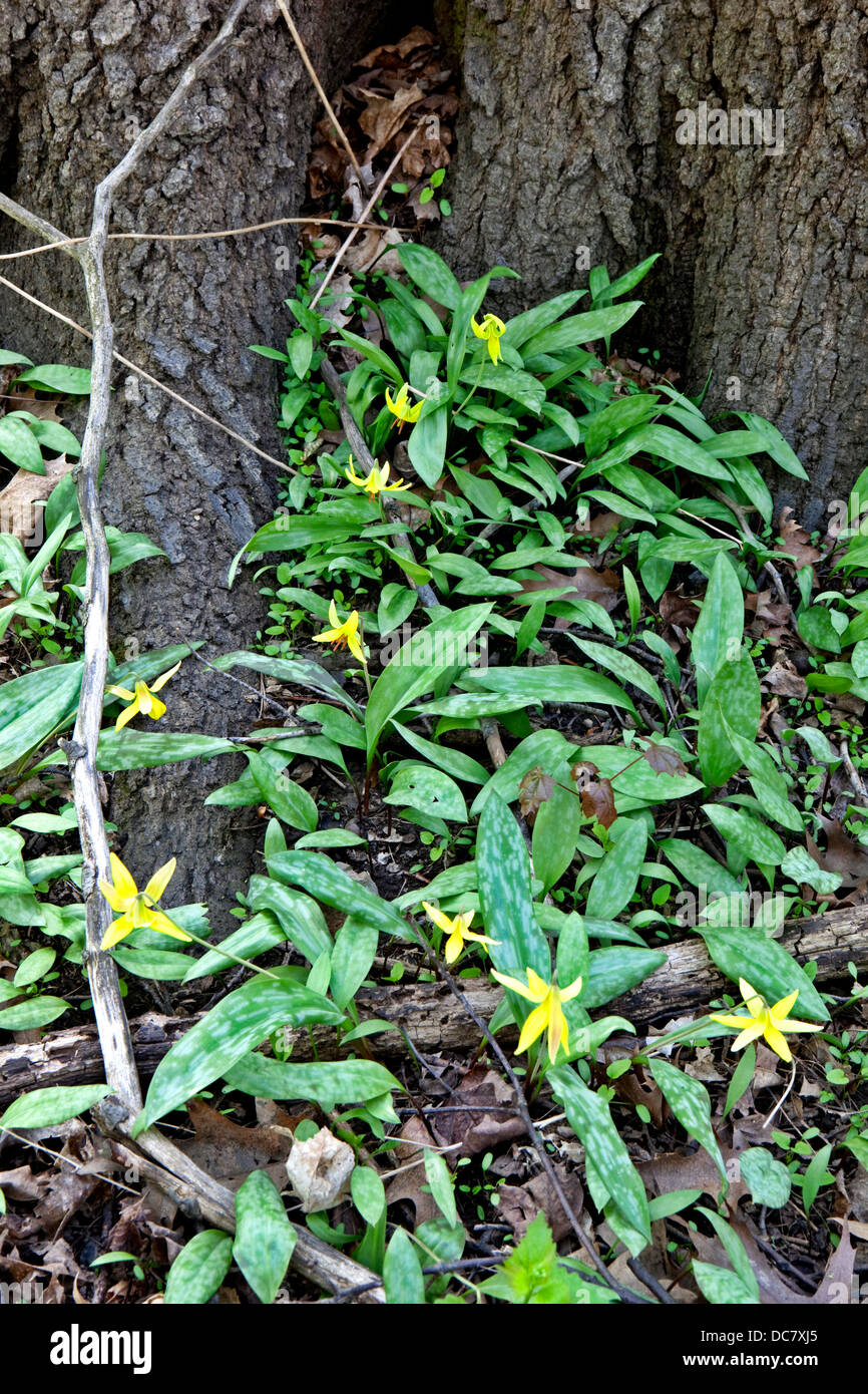 Fontaine, Lily Erythronium americanum, l'Escarpement du Niagara, Hamilton, ON Banque D'Images