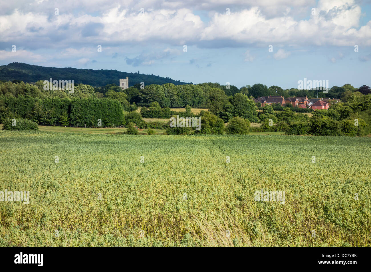 Les dunes du nord du Kent au Charing Banque D'Images
