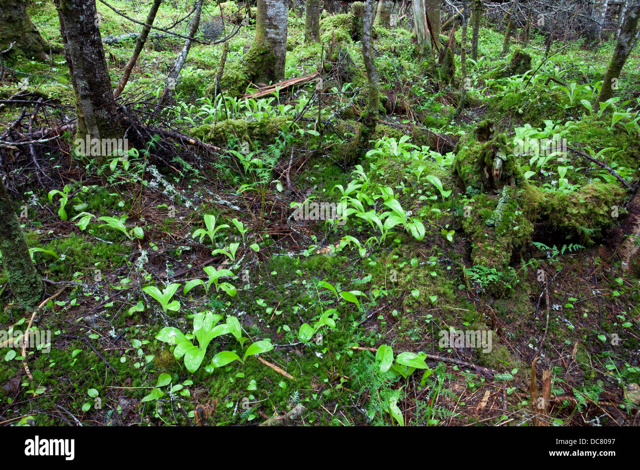 Forêt typique de Terre-Neuve, le parc national Gros Morne, Site du patrimoine de l'UNESCO, Terre-Neuve Banque D'Images