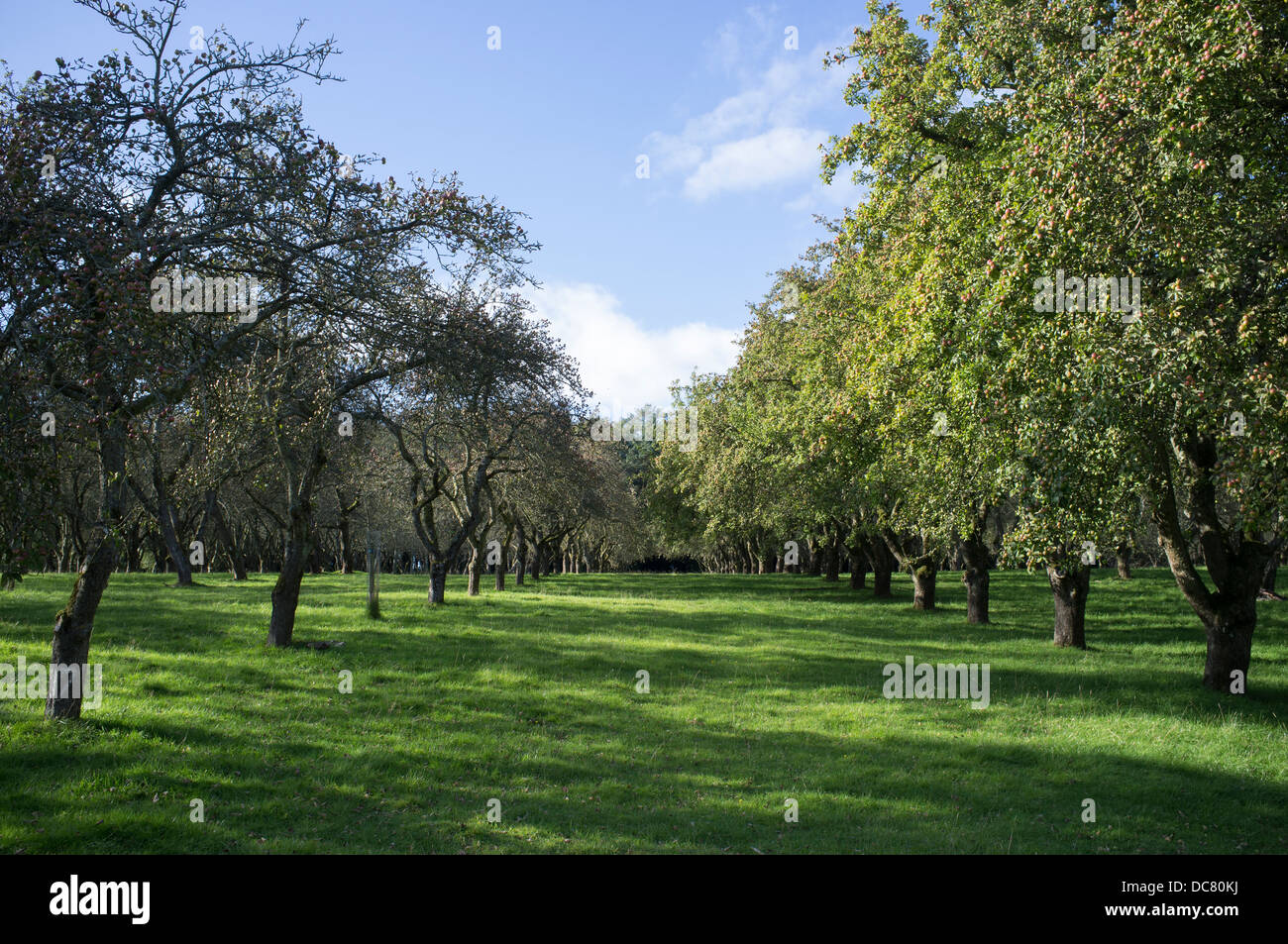 La fin de l'été apple orchard Banque D'Images